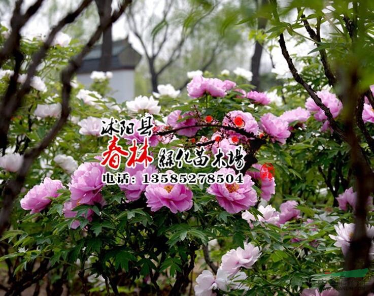 供應(yīng)牡丹 牡丹苗 別名白茸 木芍藥 百雨金 洛陽花 富貴花
