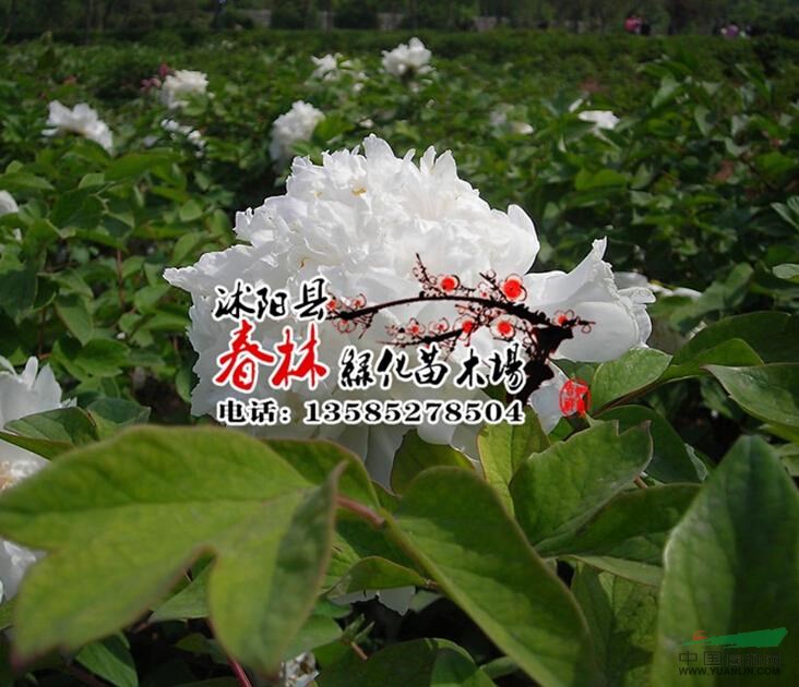 供應(yīng)牡丹 牡丹苗 別名白茸 木芍藥 百雨金 洛陽花 富貴花