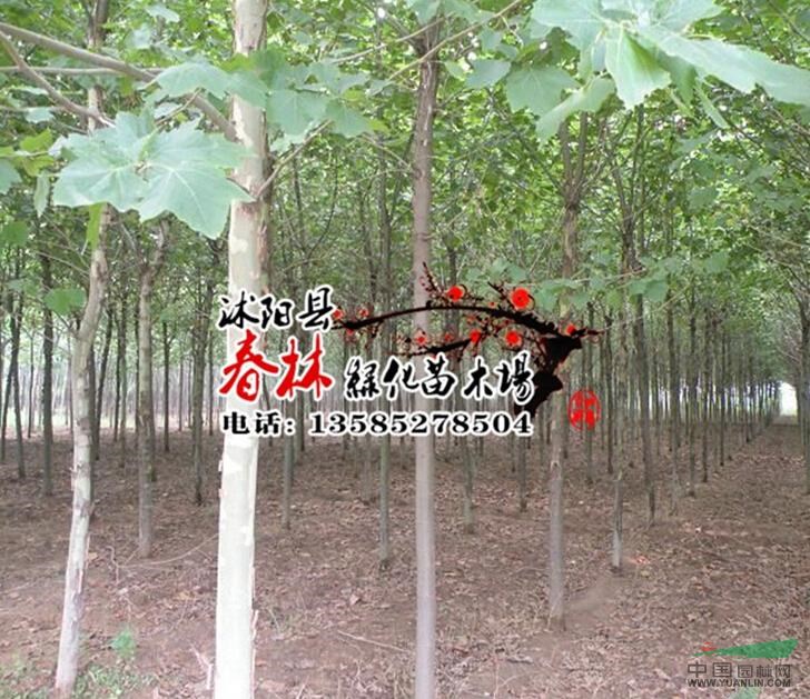 供應景觀苗木 五角楓 別名秀麗槭 地錦槭 色木 丫角楓 規(guī)格齊全