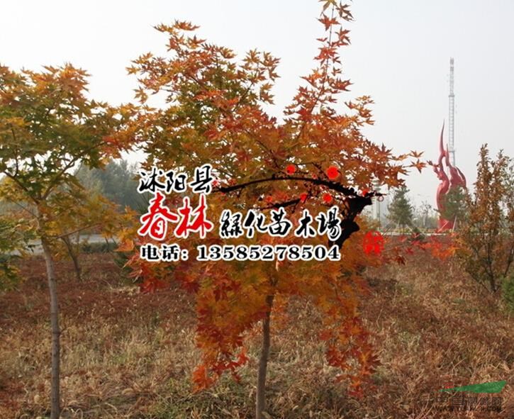 供應景觀苗木 五角楓 別名秀麗槭 地錦槭 色木 丫角楓 規(guī)格齊全