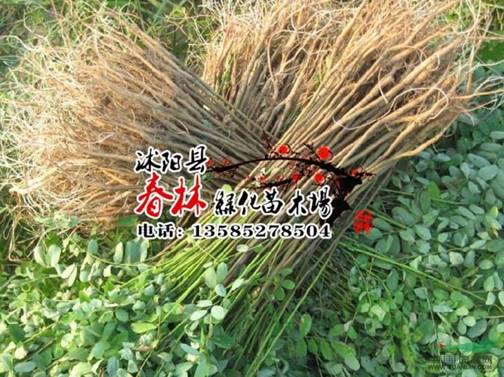 批發(fā) 護(hù)坡植物-紫穗槐 千畝 紫穗槐苗 紫穗槐基地 9000萬(wàn)顆