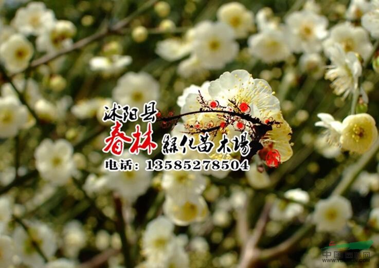 供應(yīng)綠梅 綠梅苗 綠萼梅 別名白梅花 綠梅花 白梅 等各種 梅花