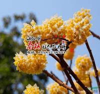 供應(yīng) 園林庭院苗木 結(jié)香花 別名 打結(jié)花 打結(jié)樹 黃瑞香