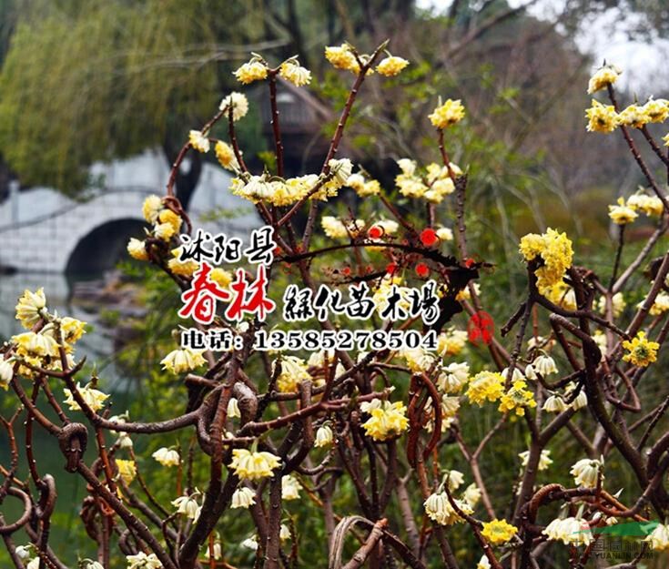 供應(yīng) 園林庭院苗木 結(jié)香花 別名 打結(jié)花 打結(jié)樹(shù) 黃瑞香