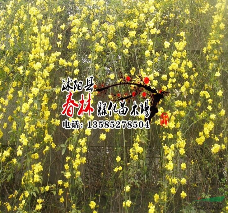 批发迎春 迎春花 迎春苗 迎春花小苗 迎春花盆景 园林绿化 *