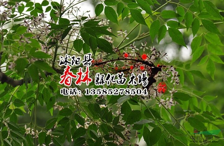 苦楝 苦楝樹(shù) 苦楝苗 綠化樹(shù) 綠化喬木 規(guī)格齊全 大型綠化樹(shù)批發(fā)