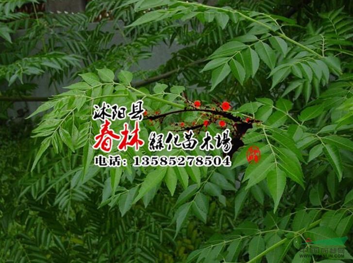 苦楝 苦楝樹(shù) 苦楝苗 綠化樹(shù) 綠化喬木 規(guī)格齊全 大型綠化樹(shù)批發(fā)