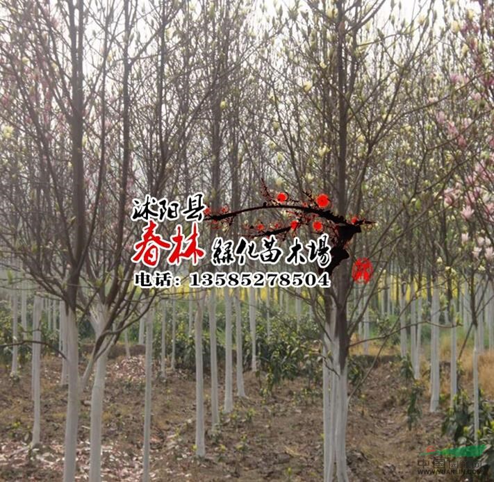 基地直銷玉蘭樹苗 白玉蘭 白玉蘭小苗 白玉蘭多種規(guī)格樹形批發(fā)