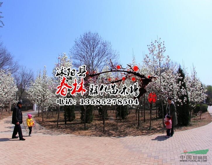 基地直銷玉蘭樹苗 白玉蘭 白玉蘭小苗 白玉蘭多種規(guī)格樹形批發(fā)