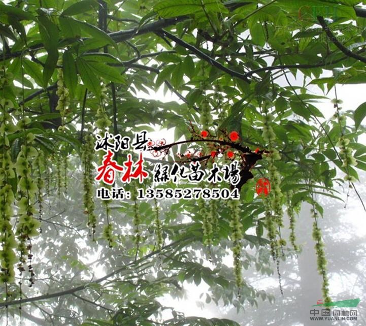 楓楊 楓楊樹 花卉苗木 樹苗批發(fā) 綠化工程公司 園林綠化工程承包