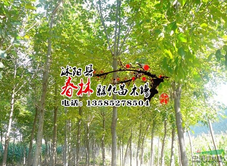 楓楊 楓楊樹 花卉苗木 樹苗批發(fā) 綠化工程公司 園林綠化工程承包