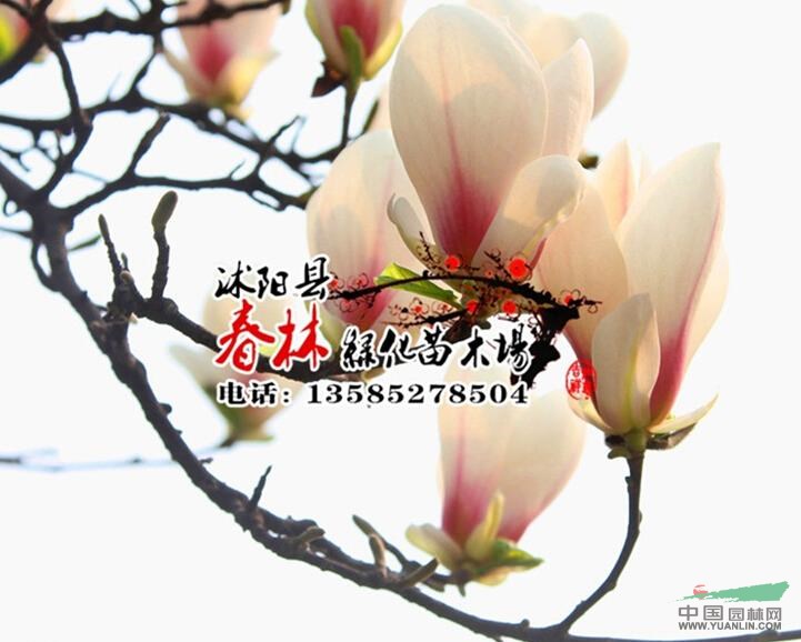 供應(yīng)沙玉蘭 沙玉蘭苗 玉蘭花苗 沙玉蘭苗圃 沙玉蘭樹(shù)苗等苗木