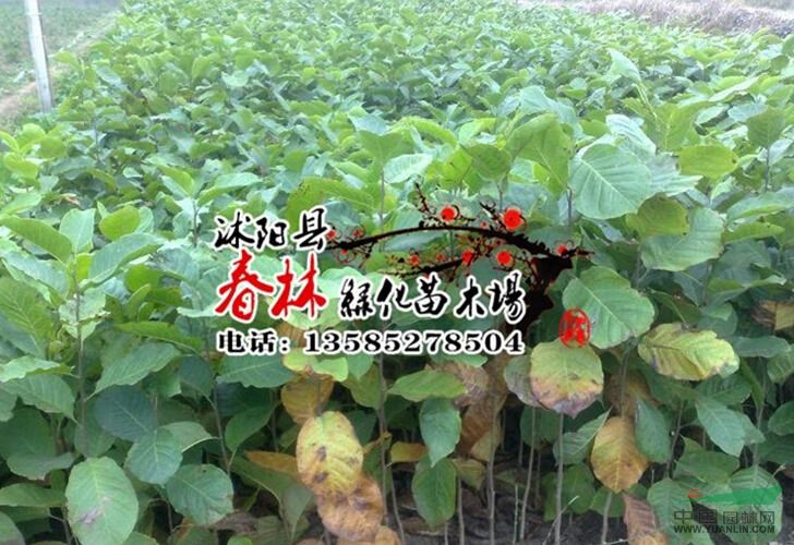 供應(yīng)沙玉蘭 沙玉蘭苗 玉蘭花苗 沙玉蘭苗圃 沙玉蘭樹(shù)苗等苗木