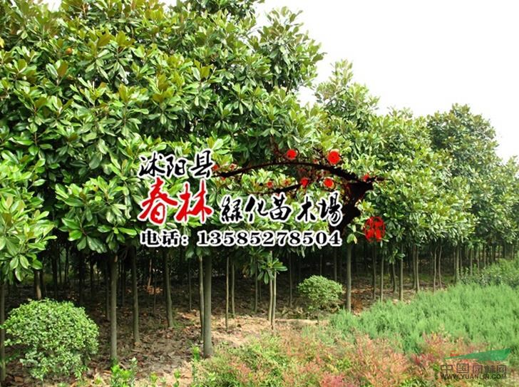 批發(fā)廣玉蘭 廣玉蘭小苗 廣玉蘭樹苗 廣玉蘭價格優(yōu)惠供應