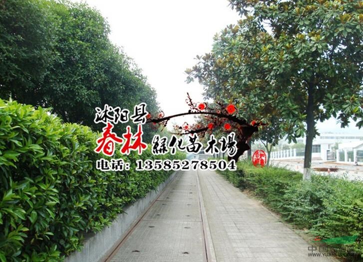 批發(fā)廣玉蘭 廣玉蘭小苗 廣玉蘭樹苗 廣玉蘭價格優(yōu)惠供應