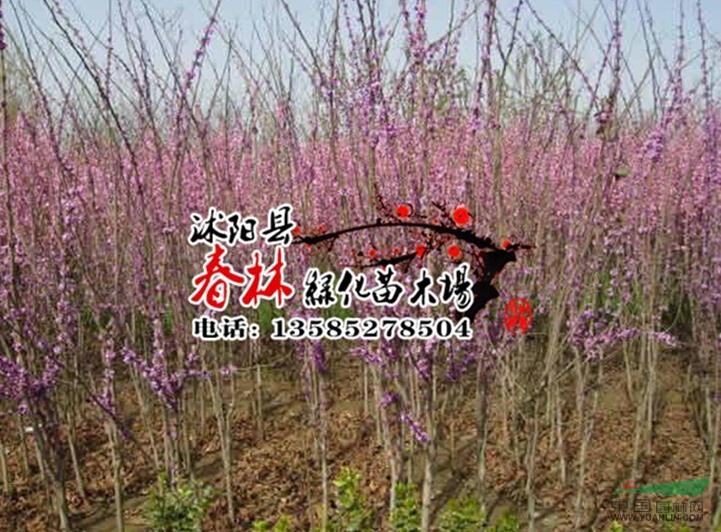 供應(yīng)紫荊 紫荊苗 別名滿條紅 蘇芳花 紫株 籮筐樹 紫荊基地