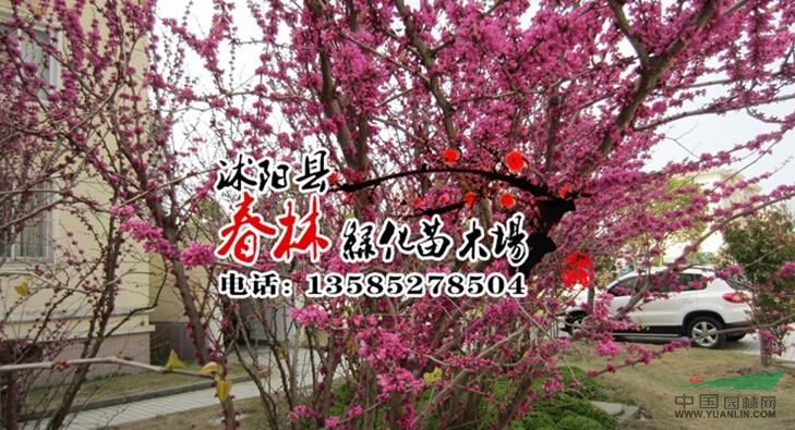 供應(yīng)紫荊 紫荊苗 別名滿條紅 蘇芳花 紫株 籮筐樹 紫荊基地