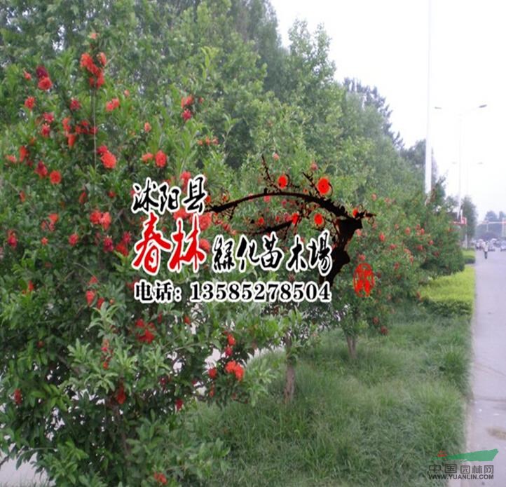 基地批發(fā) 花石榴 石榴樹(shù)苗 突尼斯軟籽石榴苗 石榴小苗 品種齊全