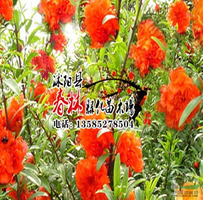 基地批發(fā) 花石榴 石榴樹(shù)苗 突尼斯軟籽石榴苗 石榴小苗 品種齊全
