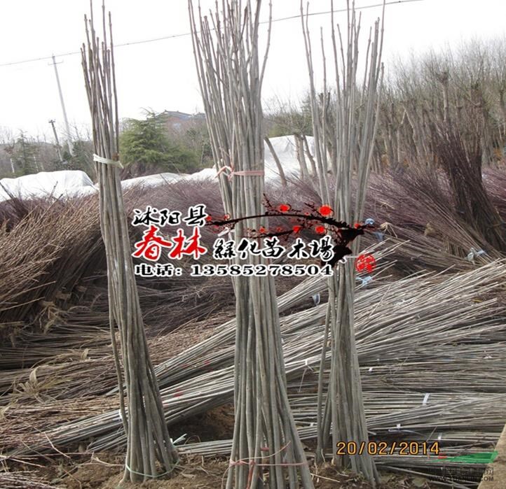 基地批發(fā) 速生 白蠟樹(shù) 白蠟小苗 根系發(fā)達(dá) 規(guī)格齊全 等各種行道樹(shù)
