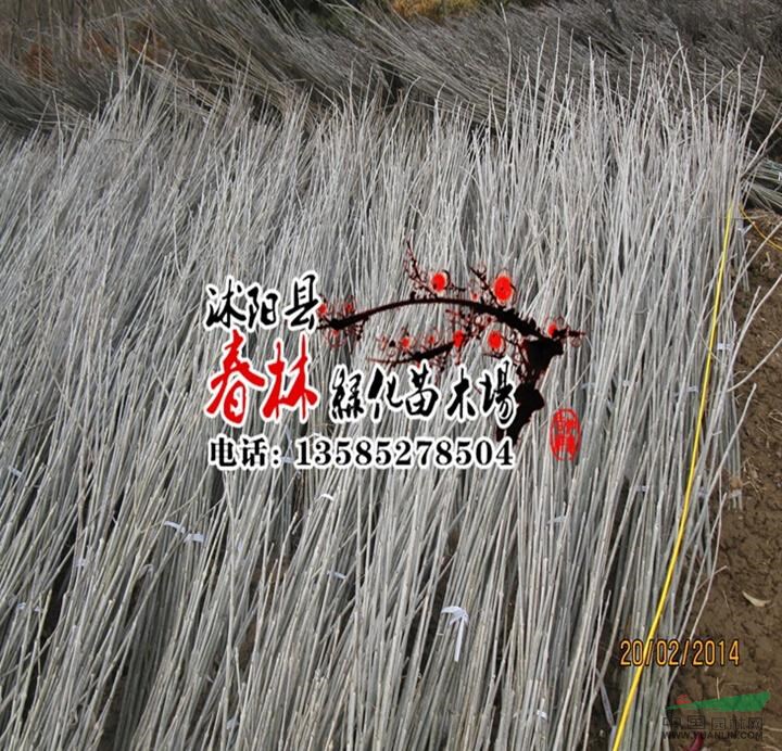 基地批發(fā) 速生 白蠟樹(shù) 白蠟小苗 根系發(fā)達(dá) 規(guī)格齊全 等各種行道樹(shù)