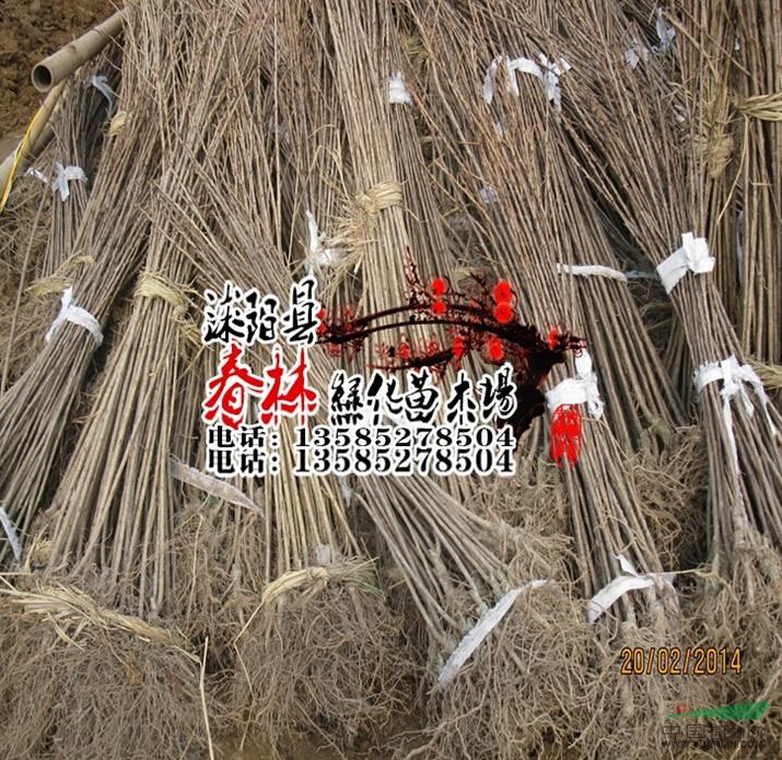 批發(fā) 嫁接苗 日本櫻花小苗 櫻花種苗 行道樹 綠化苗木 包成活
