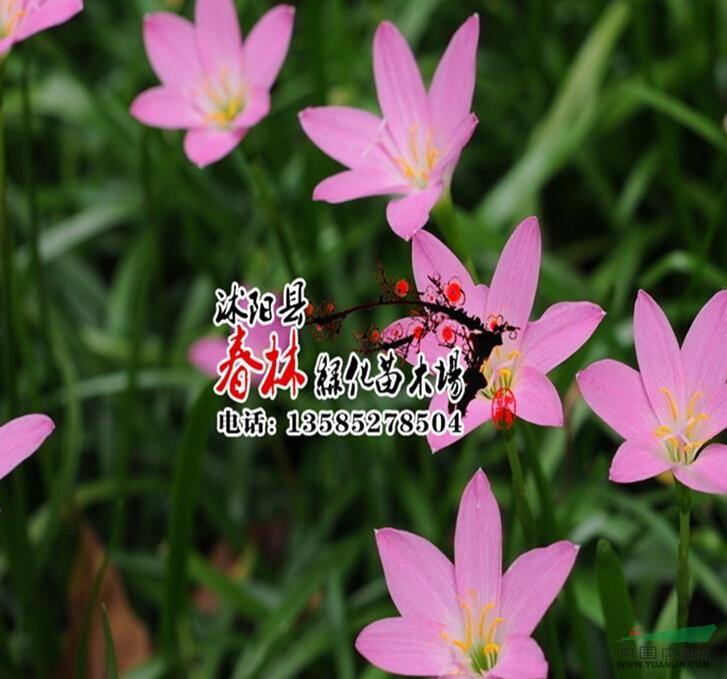 供 地被植物 大花韭蘭 小韭蘭 大花韭蘭苗 沭陽(yáng)大花韭蘭基地 價(jià)格