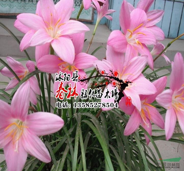 供 地被植物 大花韭蘭 小韭蘭 大花韭蘭苗 沭陽(yáng)大花韭蘭基地 價(jià)格