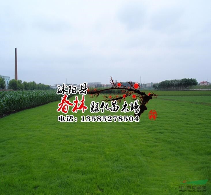 結(jié)縷草價格 中華結(jié)縷草 中華結(jié)縷草草坪 中華結(jié)縷草草坪護(hù)坡草坪