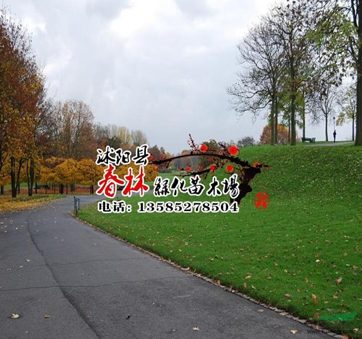 大量批發(fā)狗牙根 天堂草坪 小區(qū)綠化 公共綠化草坪 工程綠化