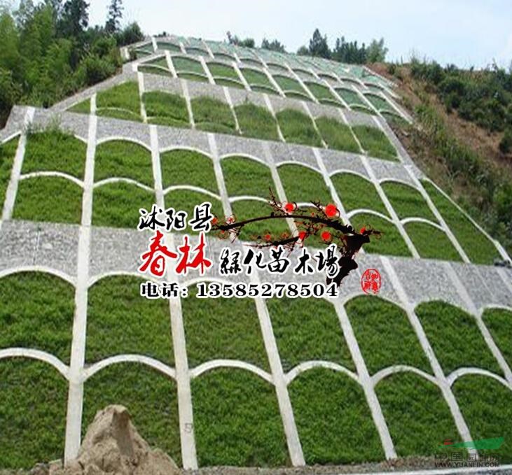 大量批發(fā)狗牙根 天堂草坪 小區(qū)綠化 公共綠化草坪 工程綠化