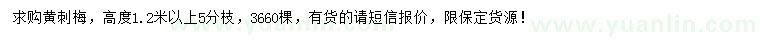 求購高1.2米以上黃刺梅