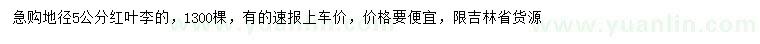 求購地徑5公分紅葉李