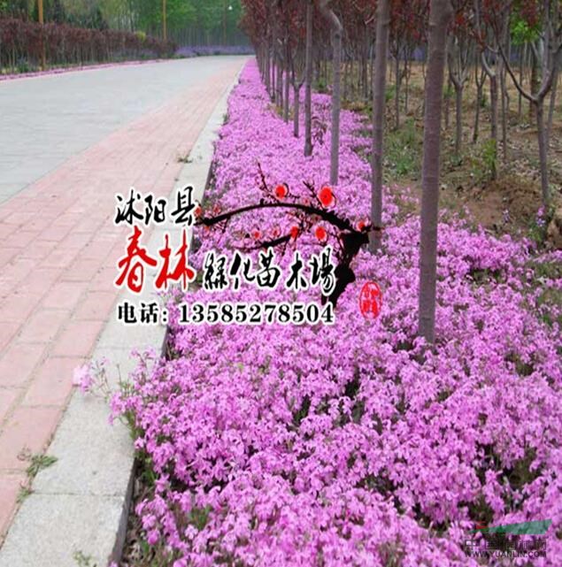 供應(yīng)宿根花卉-叢生福祿考 大量出售叢生叢生福祿考 基地