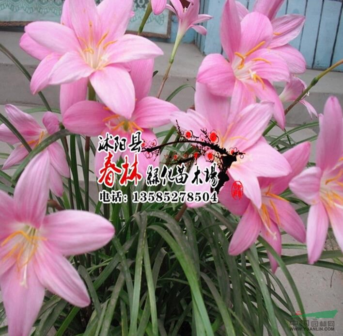 供 地被植物 大花韭蘭 小韭蘭 大花韭蘭苗 沭陽大花韭蘭基地 價(jià)格