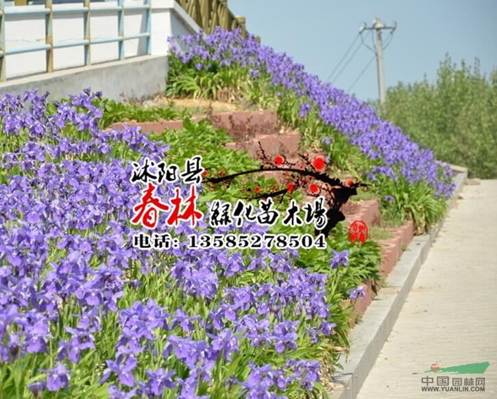 供應(yīng)燕尾花 燕尾苗 別名蝴蝶花 鴿子花 藍(lán)蝴蝶 中國(guó)鳶尾 包成活