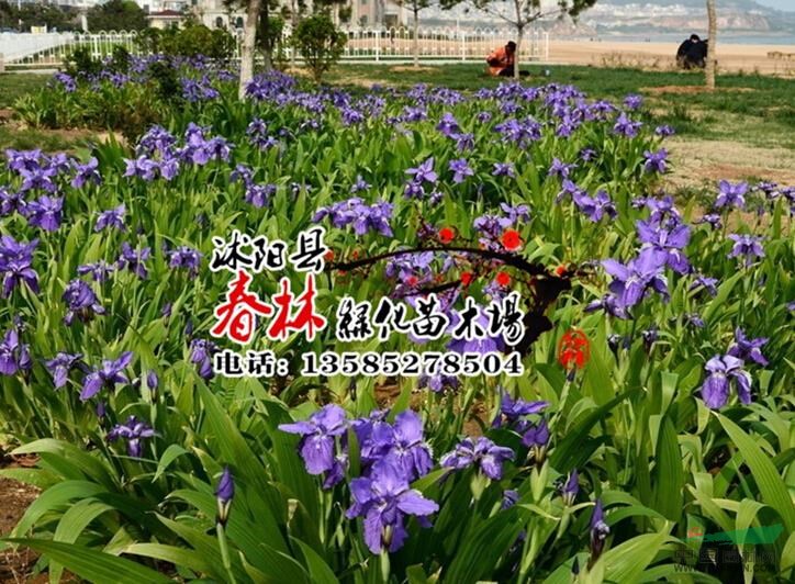供應(yīng)燕尾花 燕尾苗 別名蝴蝶花 鴿子花 藍(lán)蝴蝶 中國(guó)鳶尾 包成活