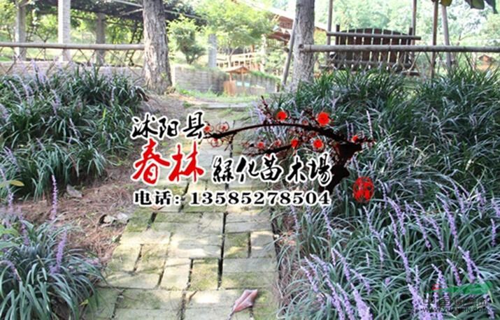 供應(yīng)蘭花三七 蘭花三七苗 花卉苗木 蘭花三七基地 沭陽基地