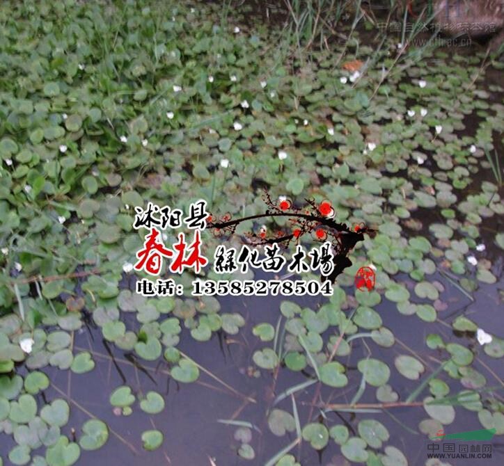 供應(yīng)水生植物 水鱉 又名馬尿花 芣菜 水鱉苗