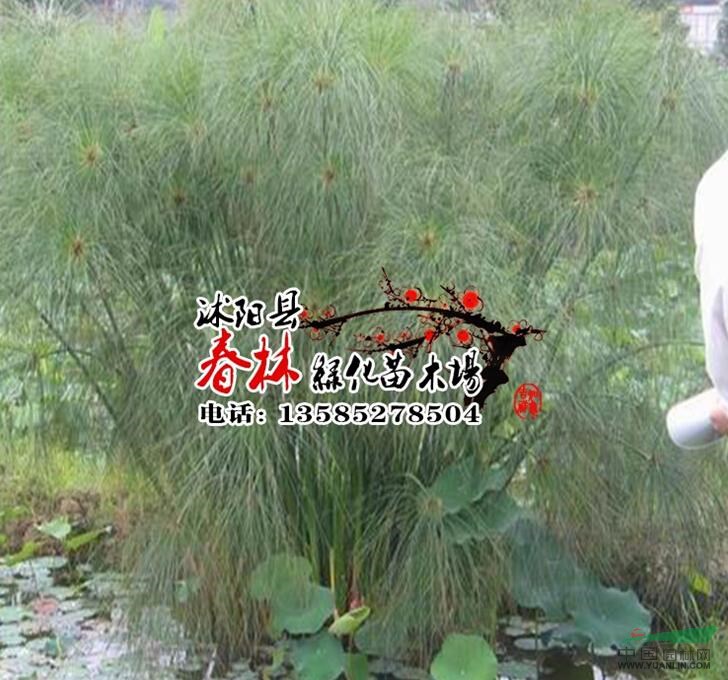 供應(yīng)水生植物-細(xì)葉莎草，大量出售細(xì)葉莎草