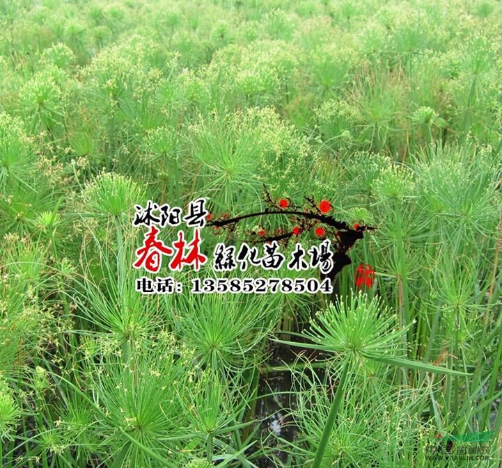 供應(yīng)水生植物-細(xì)葉莎草，大量出售細(xì)葉莎草