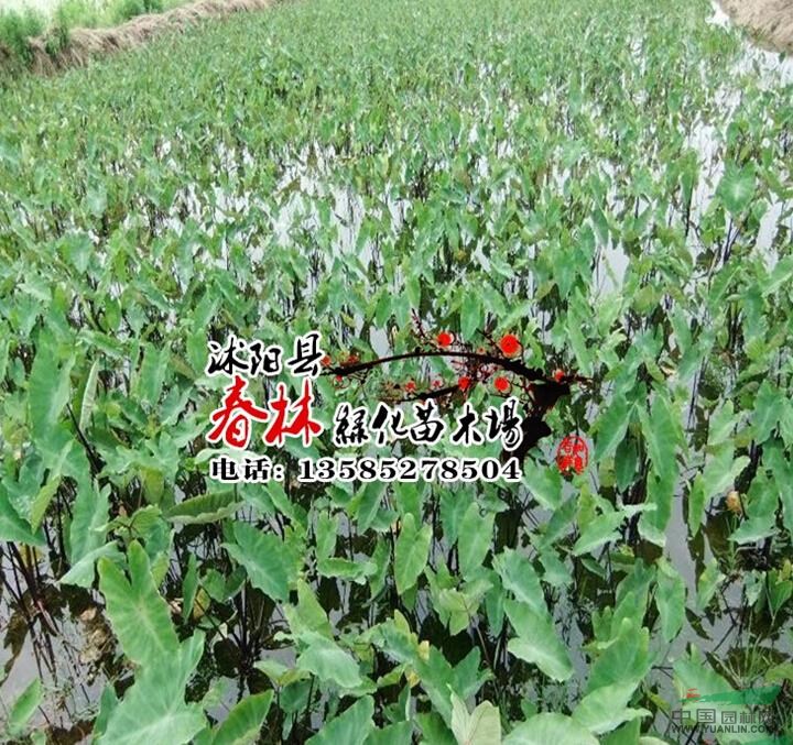 供應(yīng)水生植物-紫芋 又名東南芋 大量出售 紫芋