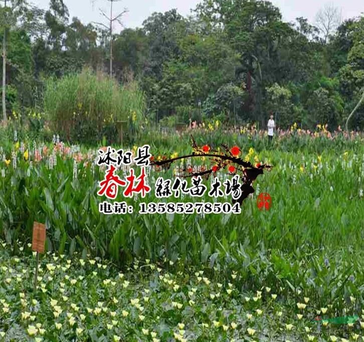 供應(yīng)水生植物 雨久花 又名浮薔 藍花 水體凈化