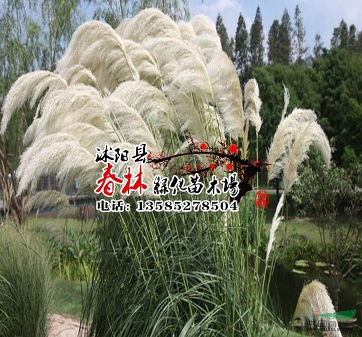 供應(yīng)水生植物 矮蒲葦 大量出售矮蒲葦 景觀花卉