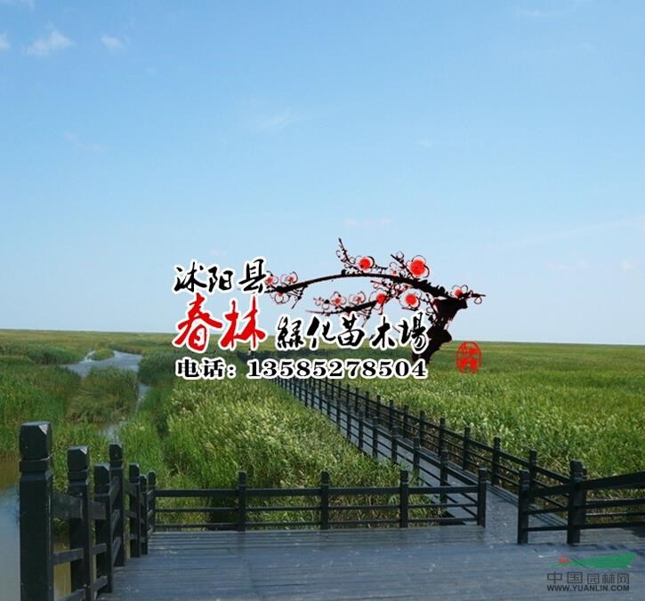 供應水生植物-蘆葦 蘆葦種苗 蘆芛 蘆葦基地 又名蘆芛 蘆葦根