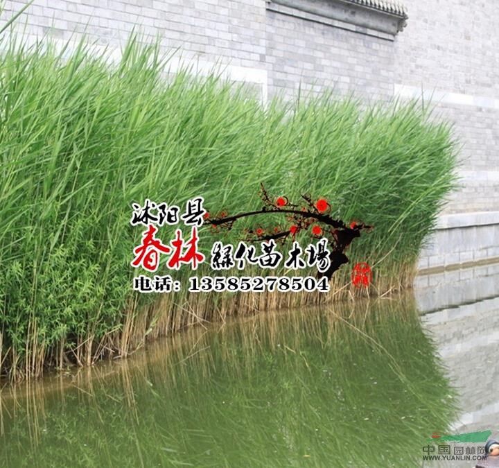 供應水生植物-蘆葦 蘆葦種苗 蘆芛 蘆葦基地 又名蘆芛 蘆葦根
