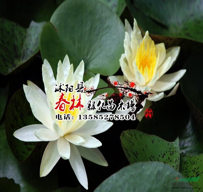 供應(yīng)水生植物-睡蓮 又名子午蓮 水芹花 瑞蓮 水洋花 小蓮