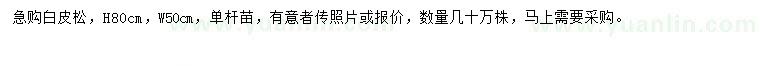 求購(gòu)高80公分白皮松