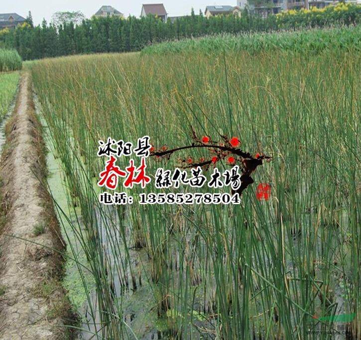 供應(yīng)水生植物-水蔥 又名苻蘺 莞蒲 夫蘺 蔥蒲