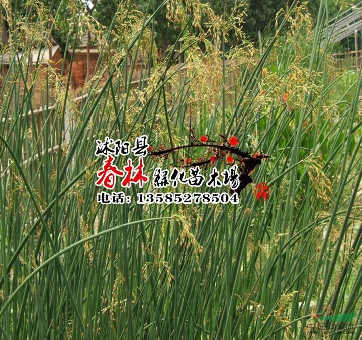 供應(yīng)水生植物-水蔥 又名苻蘺 莞蒲 夫蘺 蔥蒲
